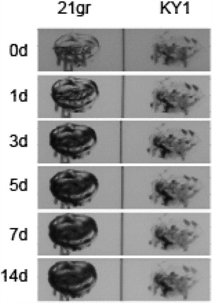 Application of Chlamydomonas reinhardtii g3280.t2 gene for regulating and controlling cadmium tolerance of Chlamydomonas reinhardtii