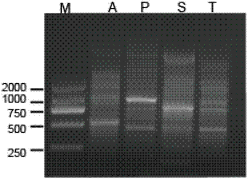 Application of Chlamydomonas reinhardtii g3280.t2 gene for regulating and controlling cadmium tolerance of Chlamydomonas reinhardtii