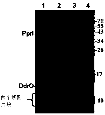 Protease