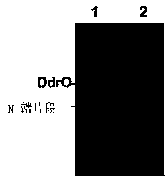 Protease