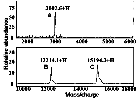 Protease