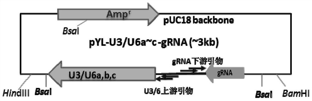 Method for preparing photosensitive male-sterility material of rice and related gene