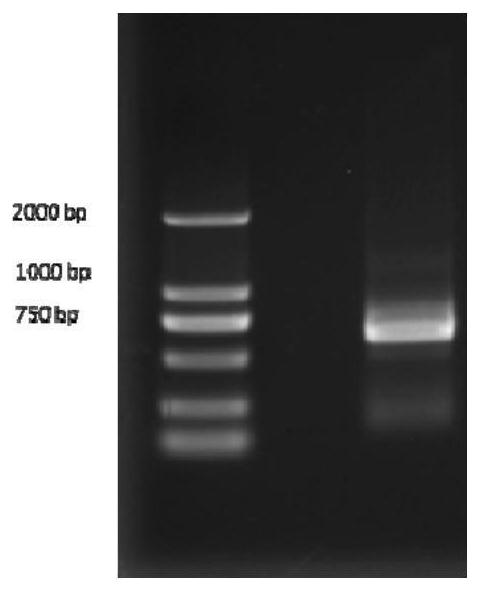 Method for preparing photosensitive male-sterility material of rice and related gene