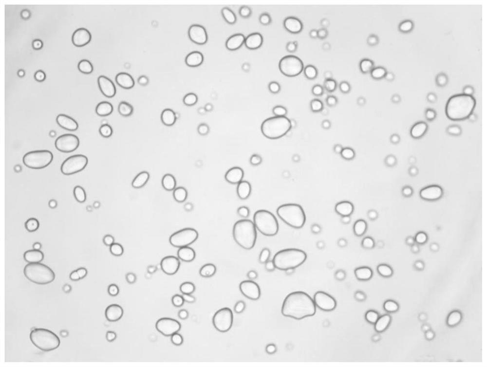 Starch particle identification method based on Mask R-CNN