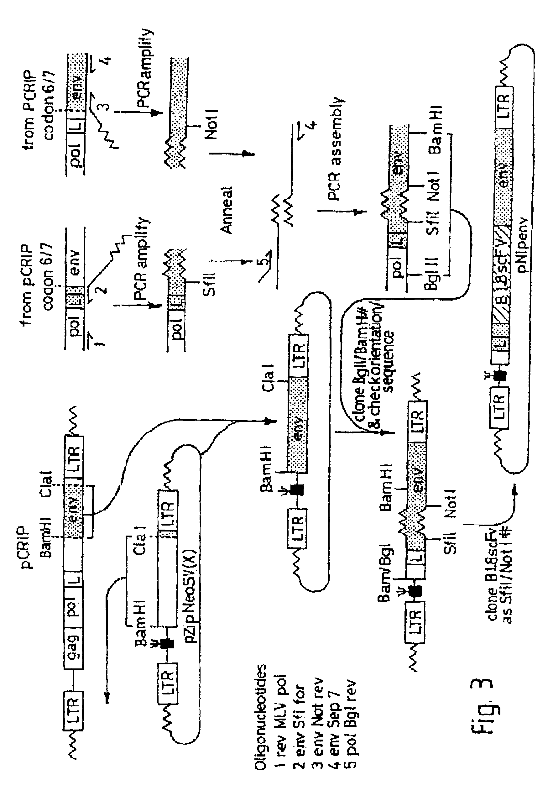 Immune responses to fusion proteins