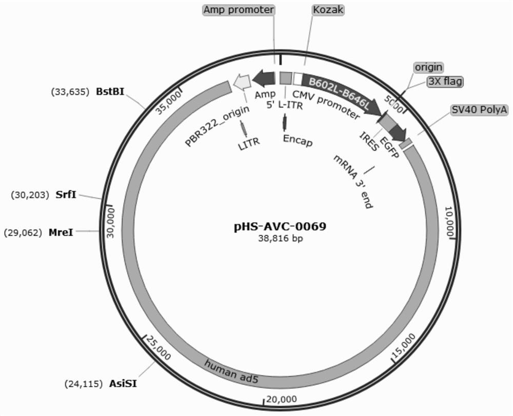 Recombinant adenovirus for expressing African swine fever virus B602L-B646L protein and construction method thereof