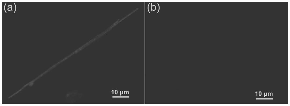 A single silicon nanowire fluorescent chemical sensor for detecting hypochlorite and its preparation method and application