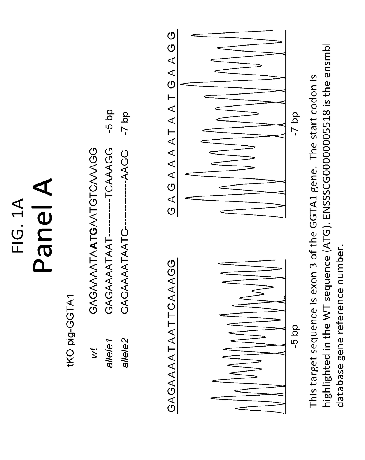 Triple transgenic pigs suitable for xenograft