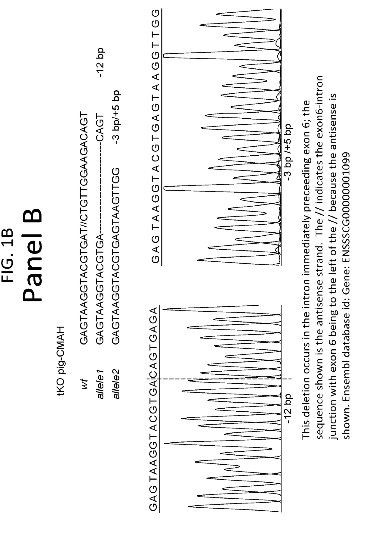 Triple transgenic pigs suitable for xenograft