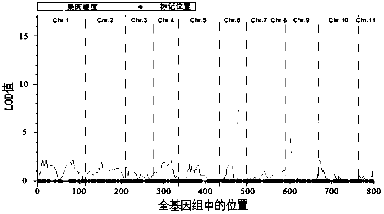 A molecular marker hf1-indel related to watermelon pulp firmness and its application