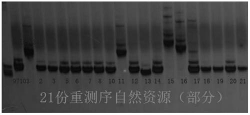 A molecular marker hf1-indel related to watermelon pulp firmness and its application