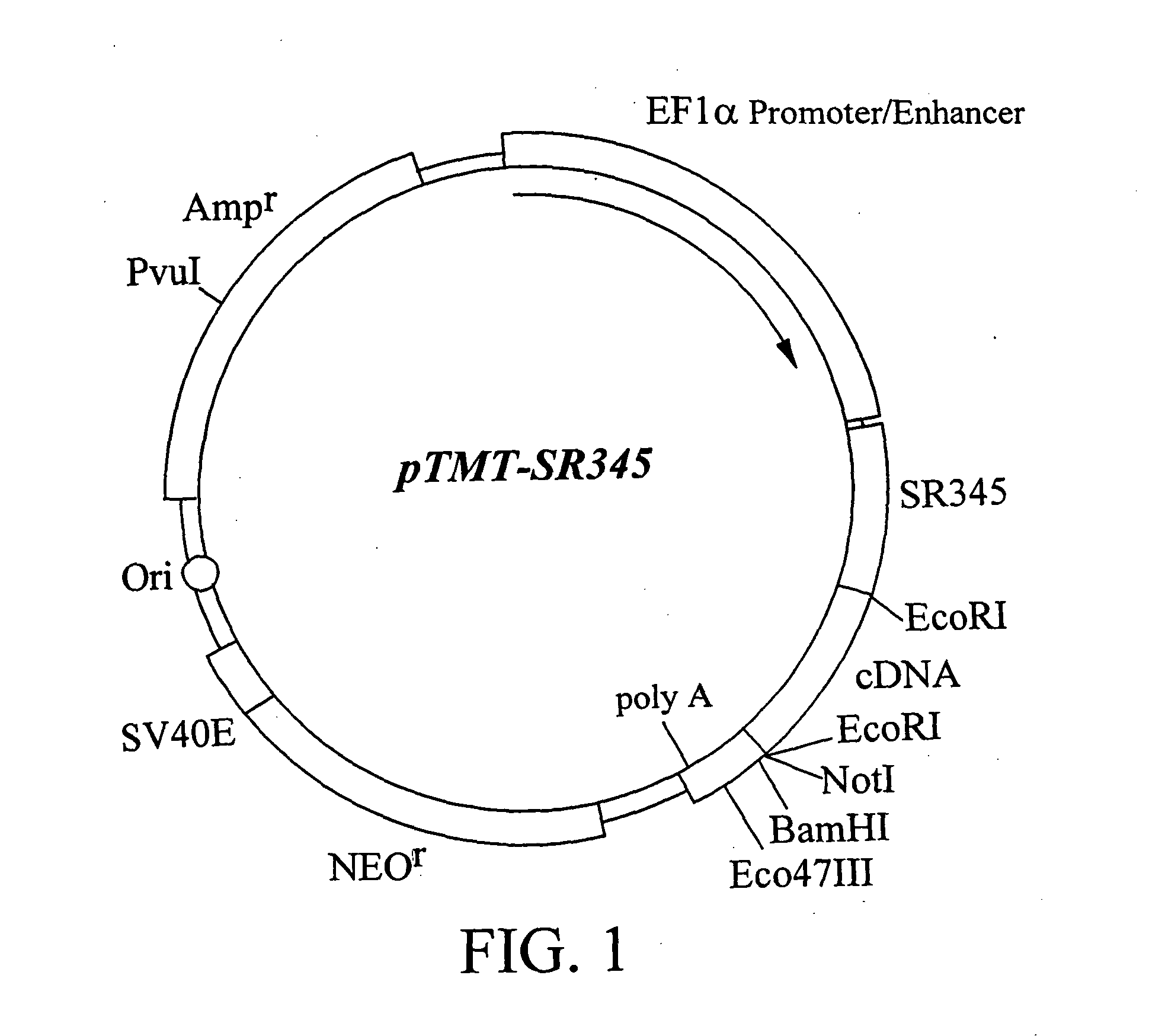 Compositions for isolating a cDNA encoding a membrane-bound protein