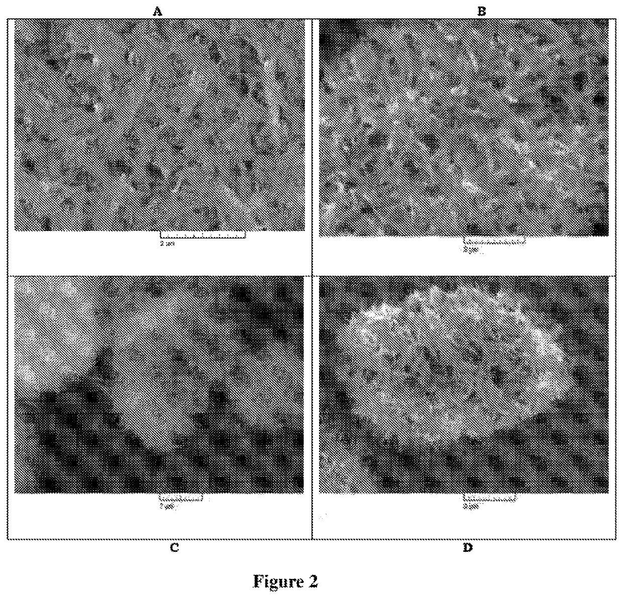 Method for the synthesis of a ZSM-22 zeolite, a metal containing zeolite and its application in hydromerization of long chain n-paraffins