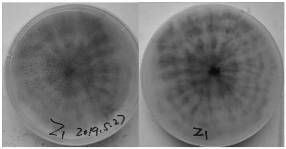 An endophytic fungus z1 that increases the biomass of casuarina under high-salt environment