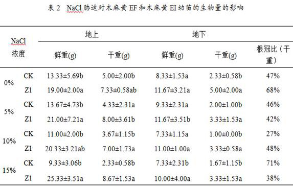 An endophytic fungus z1 that increases the biomass of casuarina under high-salt environment