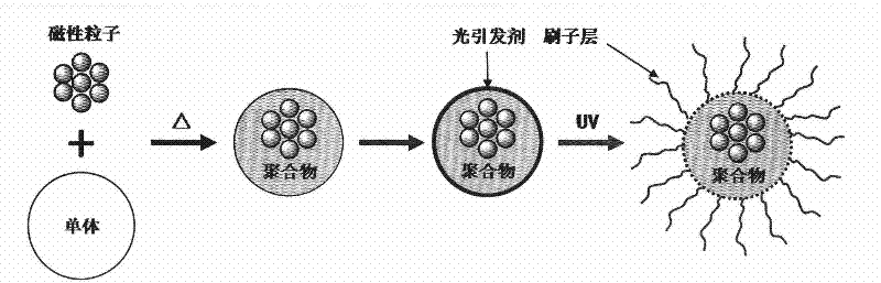 Method for preparing nanometer spherical polyelectrolyte brush with magnetic kernel