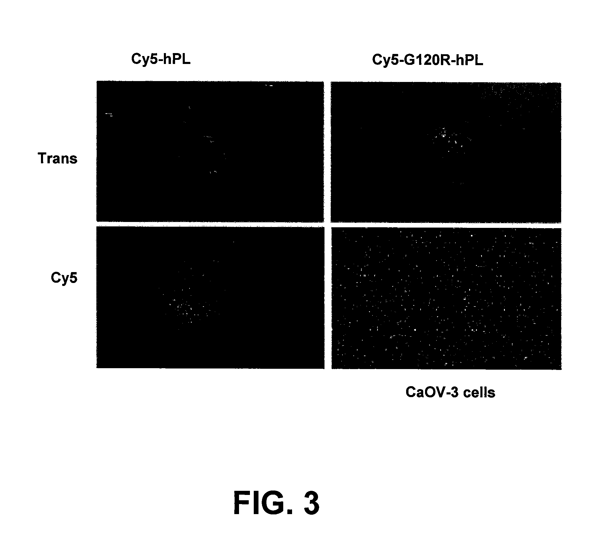 Receptor-mediated delivery: compositions and methods