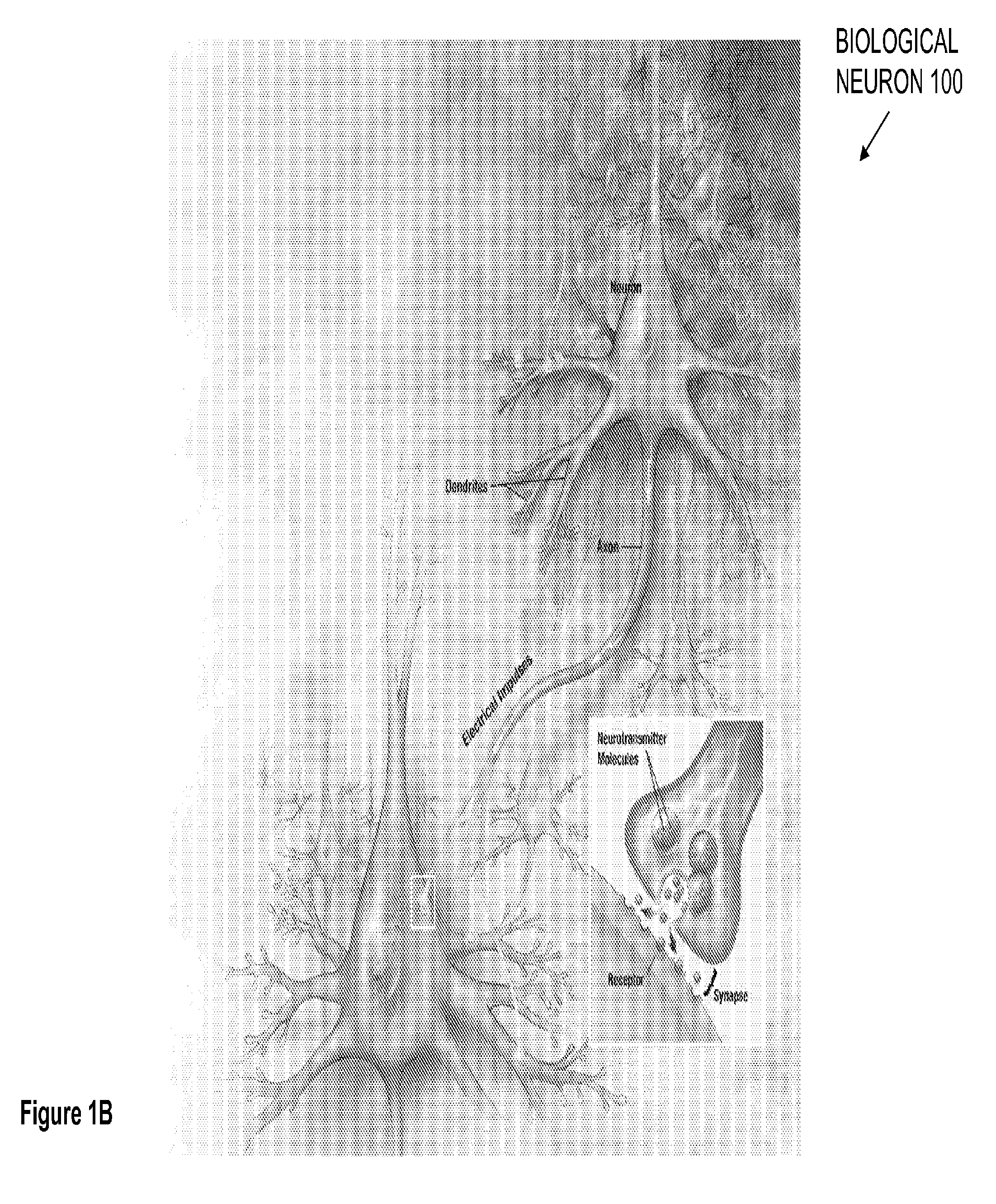 Carbon nanotube-based neural networks and methods of making and using same