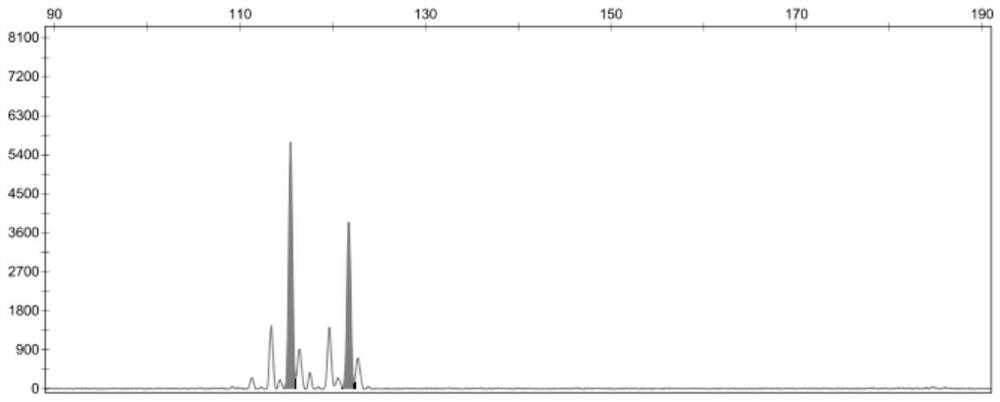 Kit and method for family division and paternity identification of domestic pigs