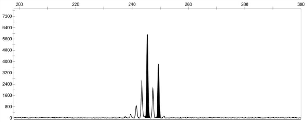 Kit and method for family division and paternity identification of domestic pigs