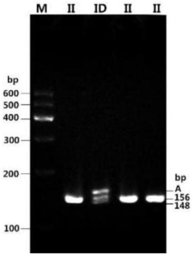 Detection method for insertion/ deletion polymorphism of sheep CHCHD 7 gene and application thereof