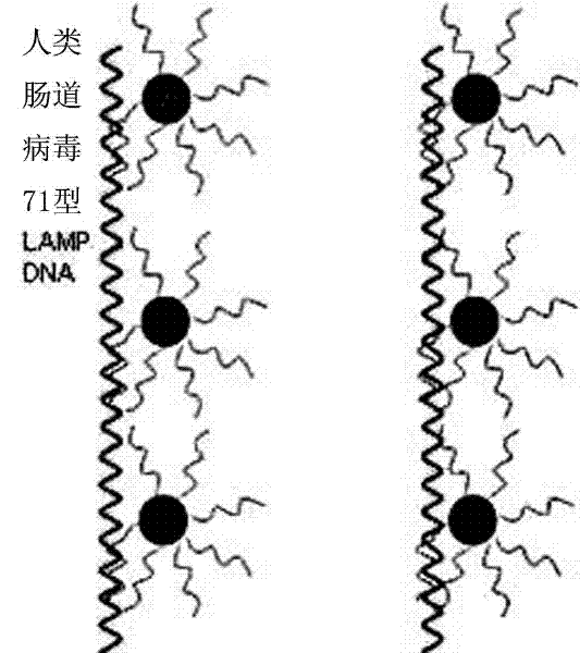 Human enterovirus 71 detection kit