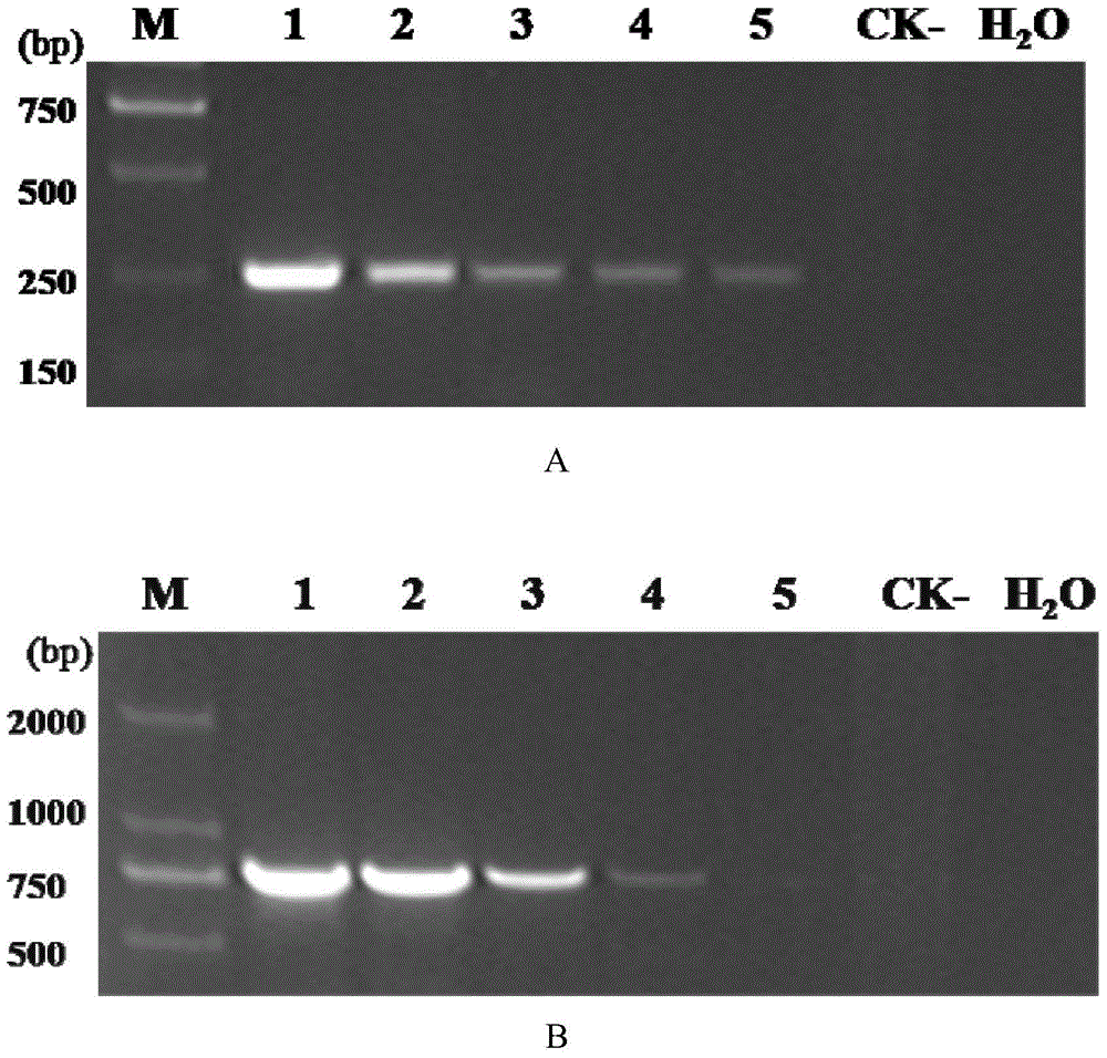 Method and primer pair for detecting transgenic G2-aroA gene herbicide-resisting corn G1105E-823C