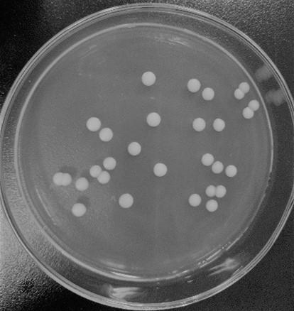 Method used for improving traditional fermentation food quality through co-culturing of saccharomyces cerevisiae and ester producing yeast