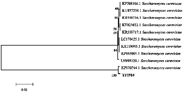 Method used for improving traditional fermentation food quality through co-culturing of saccharomyces cerevisiae and ester producing yeast