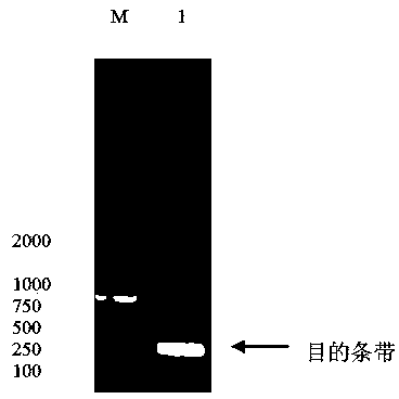 Latcripin-16 gene segment, encoding protein and preparation method of mushroom C91-3 strain