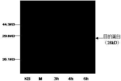 Latcripin-16 gene segment, encoding protein and preparation method of mushroom C91-3 strain