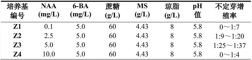 A method of isolated native bulb meristem for rapid proliferation of Amaryllis