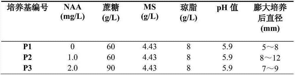 A method of isolated native bulb meristem for rapid proliferation of Amaryllis