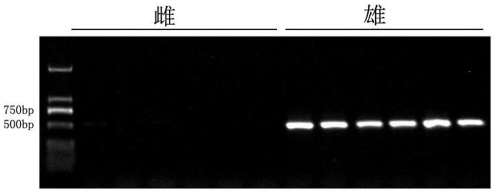 Eriocheir Sinensis male specific Etse gene and application thereof