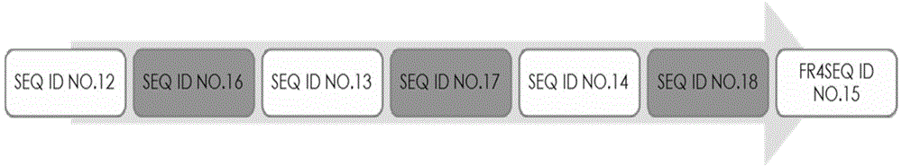 Single-domain antibody resistant to human beta2-microglobulin as well as preparation method and application of single-domain antibody