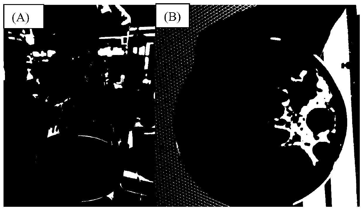 Method for treating sludge hydrolysate by fungi and recovering mycothalli