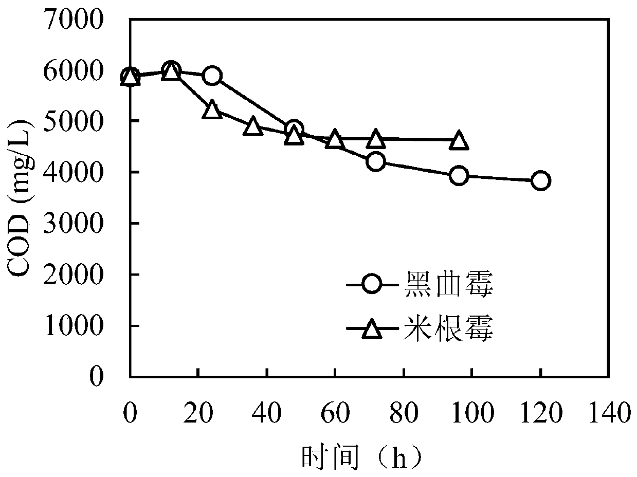 Method for treating sludge hydrolysate by fungi and recovering mycothalli