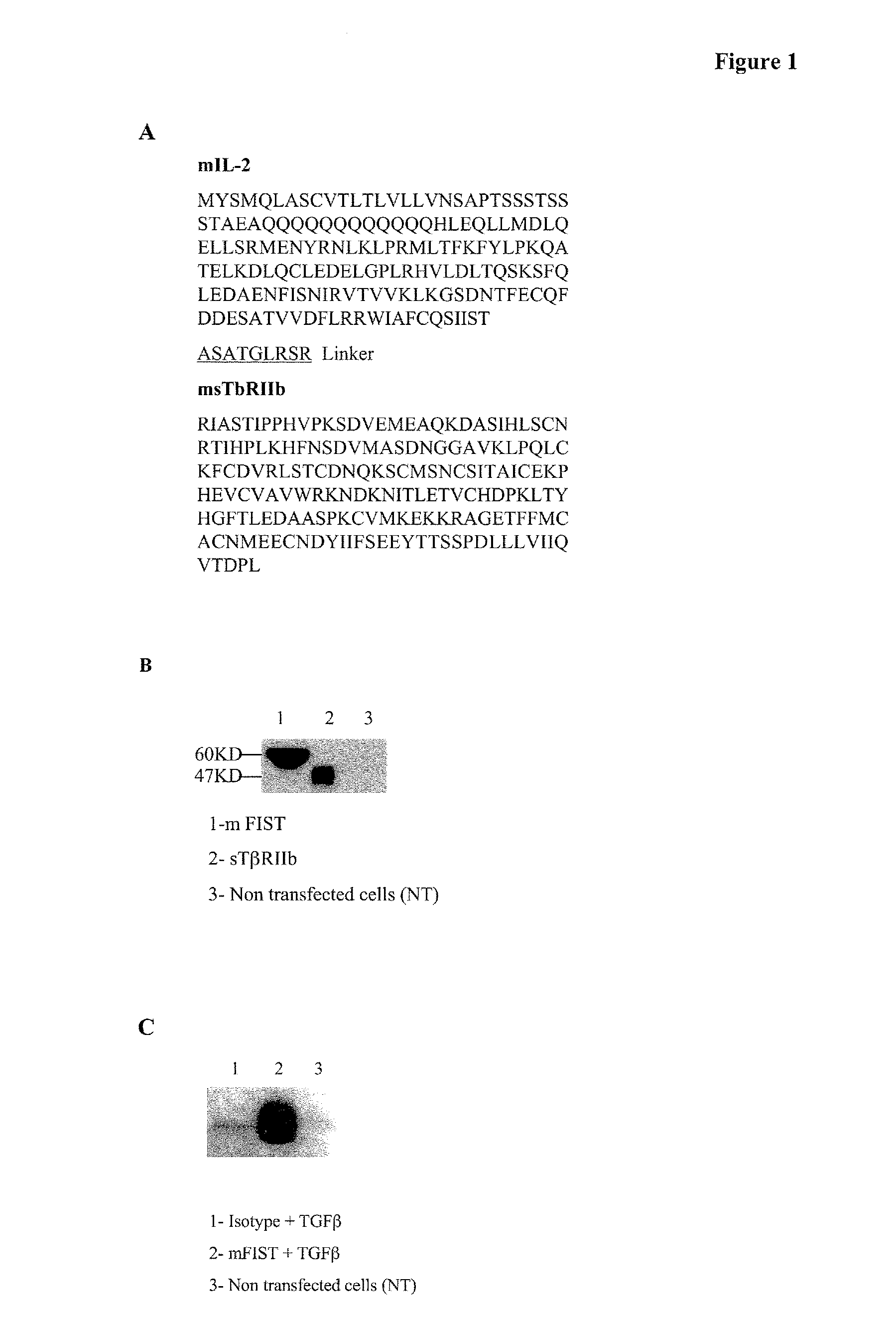 Interleukin-2/soluble TGA-beta type II receptor B conjugates and methods and uses thereof