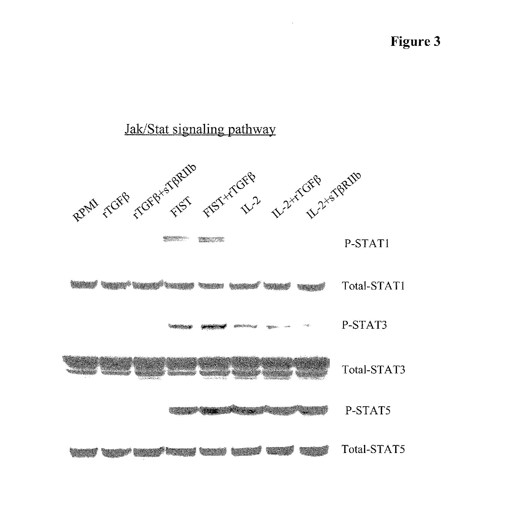 Interleukin-2/soluble TGA-beta type II receptor B conjugates and methods and uses thereof