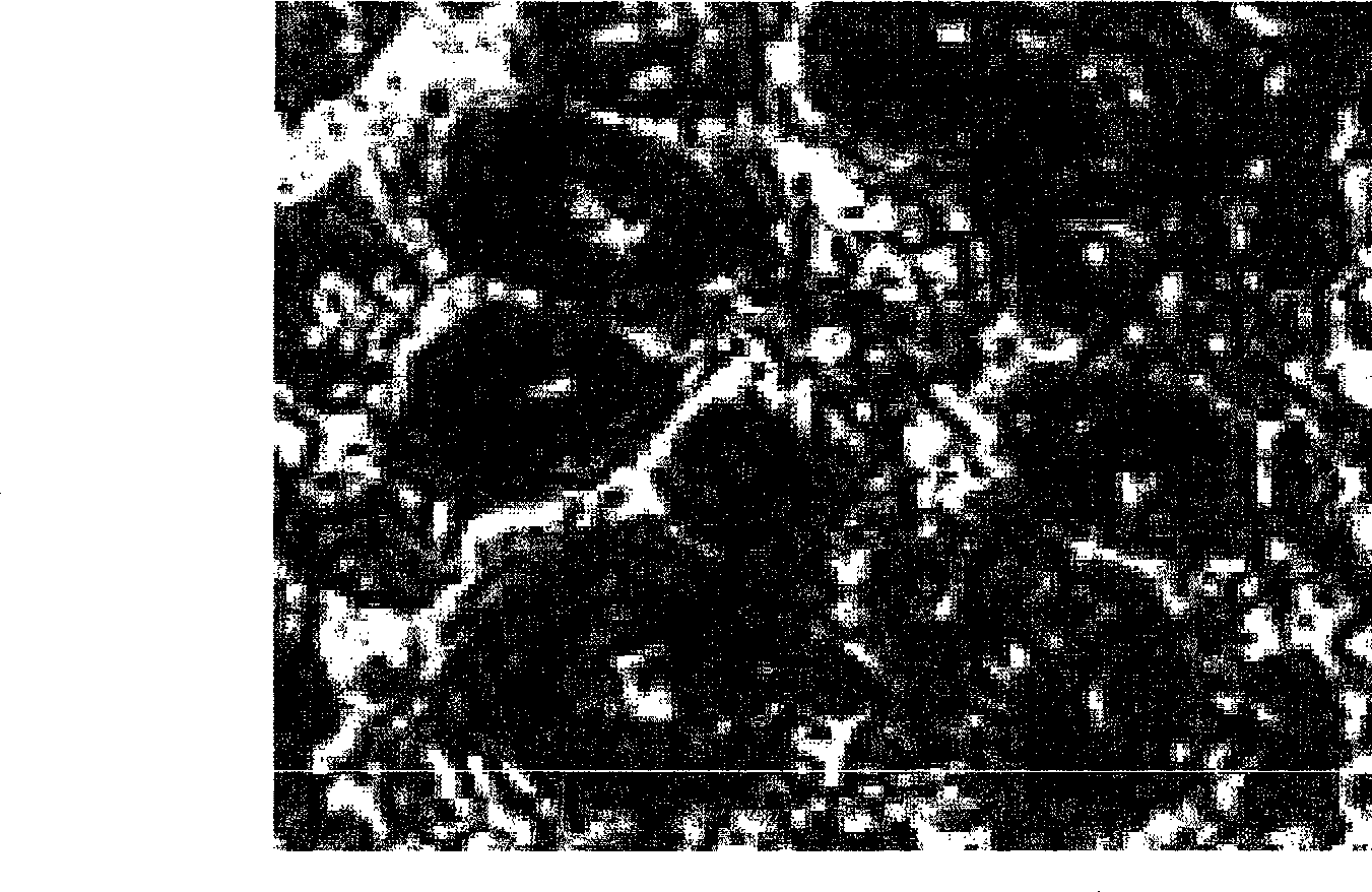 Magnesium-base porous compound material and method of producing the same