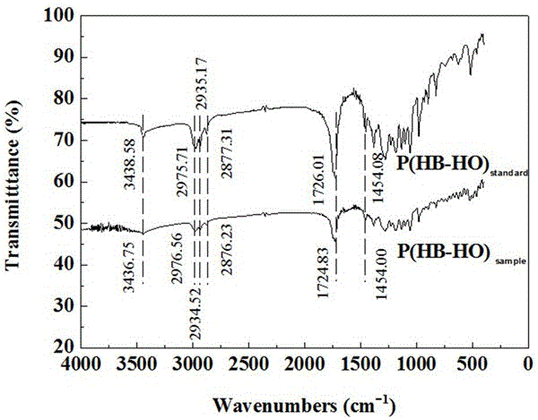 Method for biosynthesis of hydroxybutyric acid and hydroxycaprylic acid co-polymer from sludge