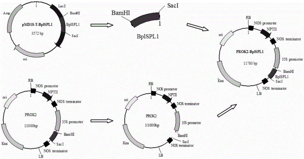 Betula platyphylla BplSPL1 gene for promoting precocious flowering and encoded protein thereof