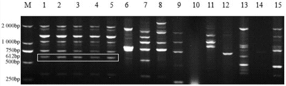 Method for rapidly diagnosing shrunken-fruitsclerotiniose of mulberry