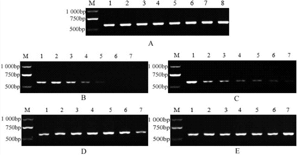 Method for rapidly diagnosing shrunken-fruitsclerotiniose of mulberry