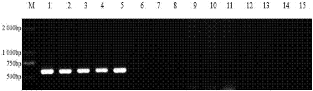 Method for rapidly diagnosing shrunken-fruitsclerotiniose of mulberry