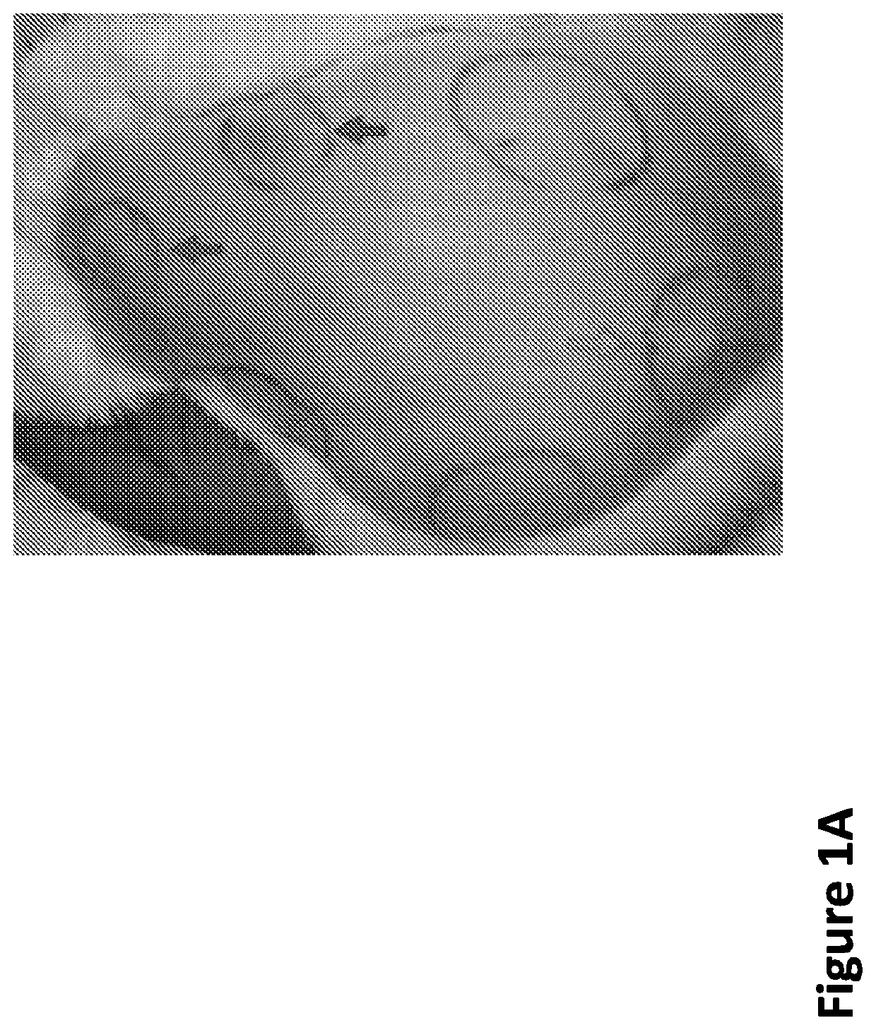 Nanofiber-hydrogel composites for cell and tissue delivery