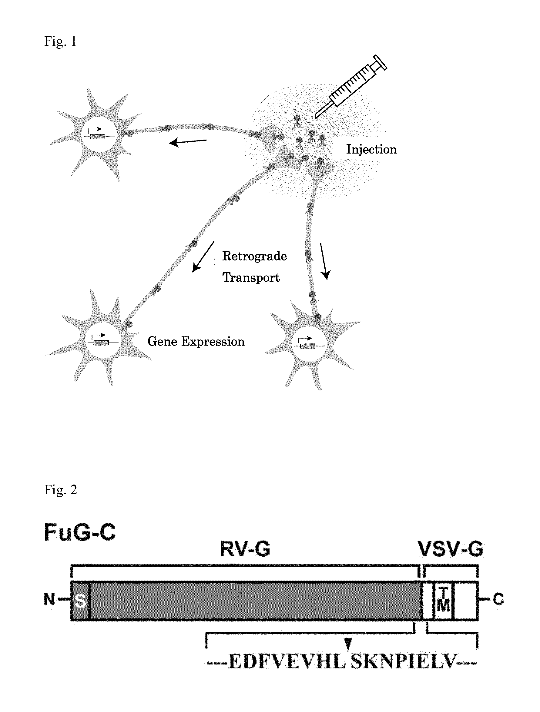 Neuron-specific retrograde transport vector