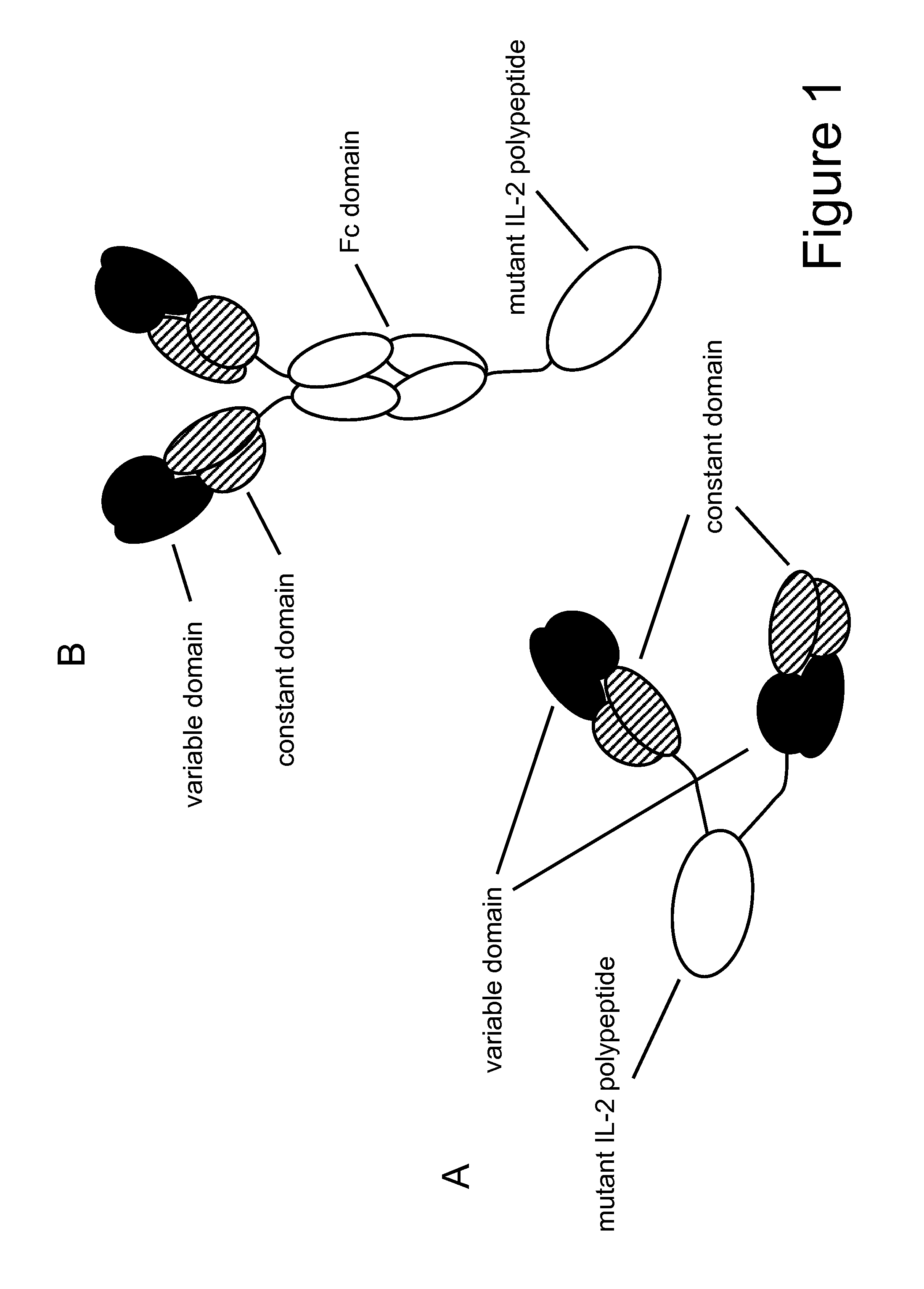 Mutant interleukin-2 polypeptides