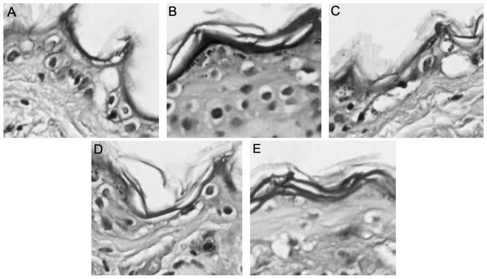 Natural high-SPF sun-screening agent, preparation method and application thereof in cosmetics