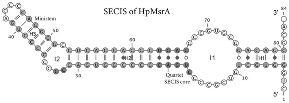 A kind of methionine sulfoxide reductase and its coding gene, preparation method and application